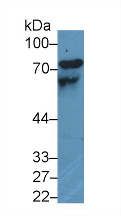 13077