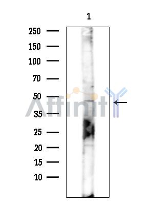 Валидация Affinity DF14938 - 11116