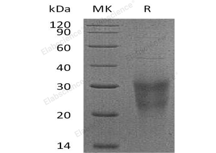 Валидация Elabscience PKSH031517(2207)