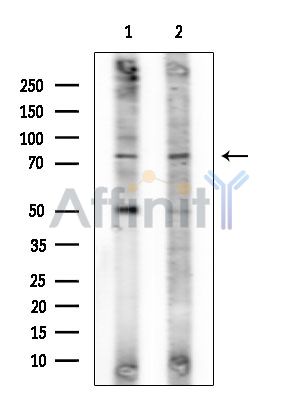 Валидация Affinity AF6783 - 4026