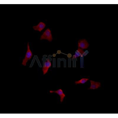 Валидация Affinity DF6870 - 18453