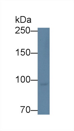 12783