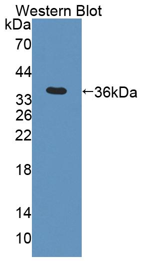 59518