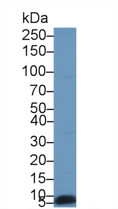 19005