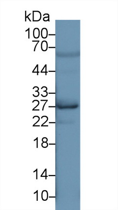 13669