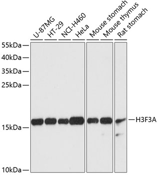 Валидация Elabscience E-AB-64837