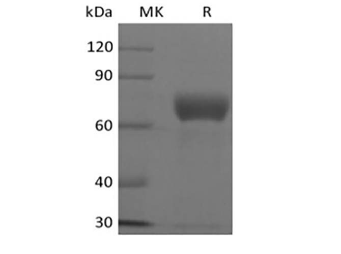 Валидация Elabscience PKSH033923(4151)