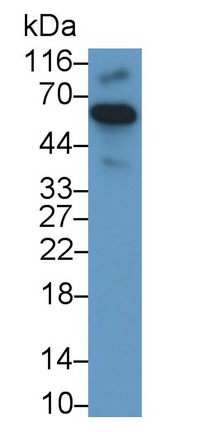 24918