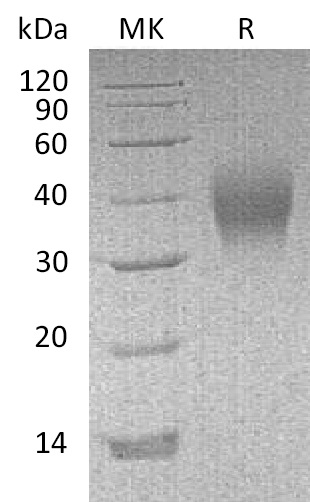 Валидация Elabscience PKSM041224(5128)
