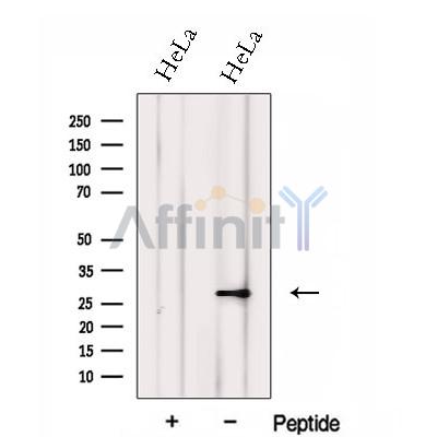 Валидация Affinity DF13016 - 7816