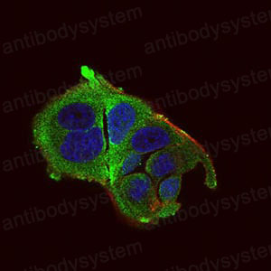 Валидация IF - AntibodySystem RHE14402