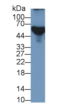 13435
