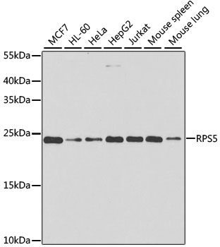 Валидация Elabscience E-AB-68397