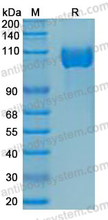 Валидация AntibodySystem AHJ38901