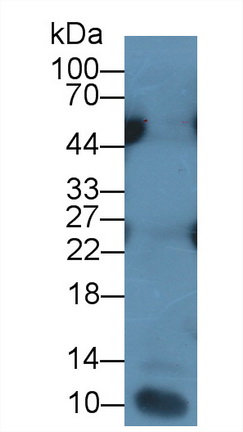 39645