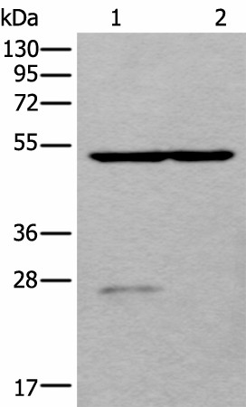 Валидация Elabscience E-AB-53391