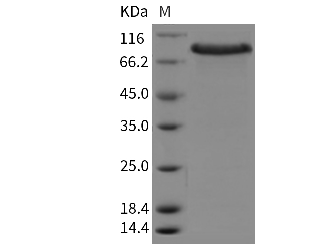 Валидация Elabscience PKSM040342(4346)