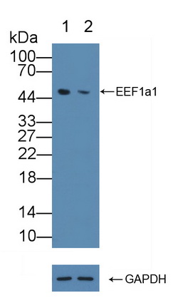 12170