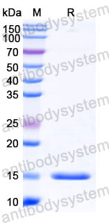 Валидация SDS-PAGE - AntibodySystem RHC34202
