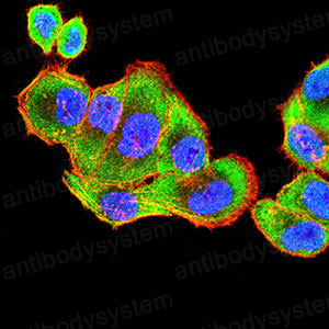 Валидация IF - AntibodySystem RHC12102