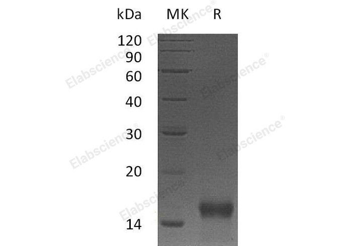 Валидация Elabscience PKSM040967(4905)
