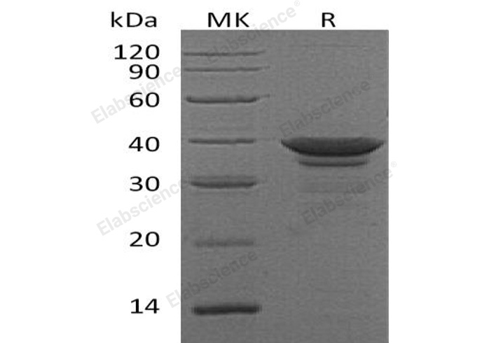 Валидация Elabscience PKSH032091(2637)