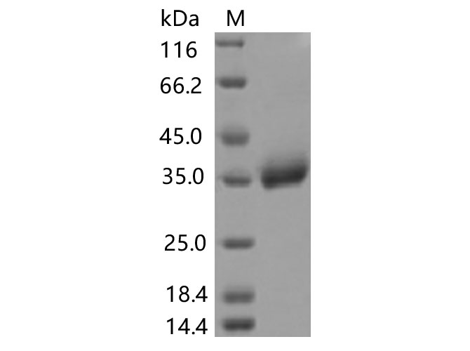 Валидация Elabscience PKSV030455(6177)