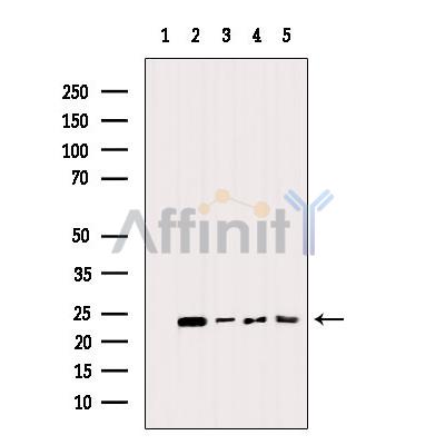 Валидация Affinity AF6428 - 3736