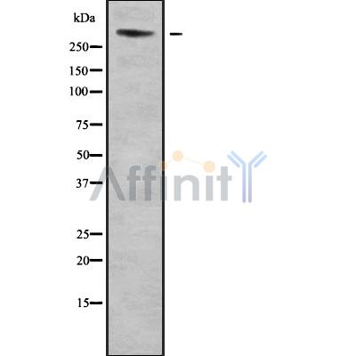Валидация Affinity DF9205 - 21598