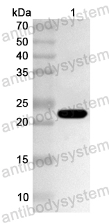 Валидация AntibodySystem PHA36901