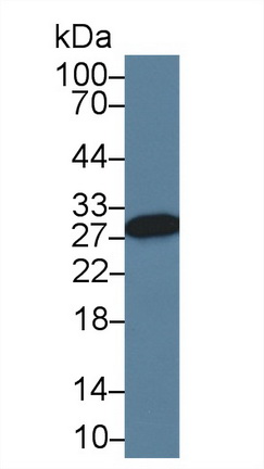 13685