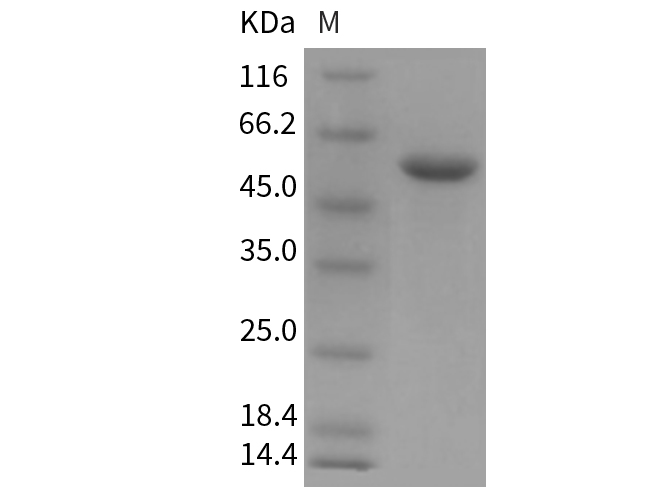 Валидация Elabscience PKSM040417(4416)