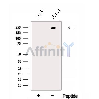 Валидация Affinity DF12992 - 7772