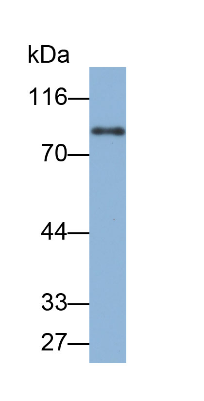 32868
