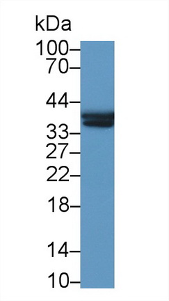 13074