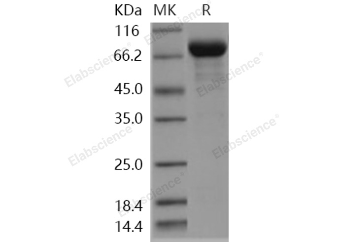 Валидация Elabscience PKSH031104(1887)