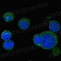 Валидация IF - AntibodySystem RHE30702