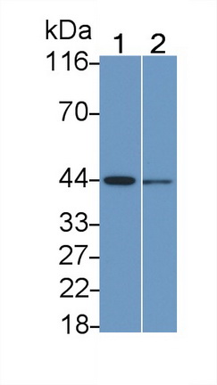 56545