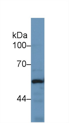13001