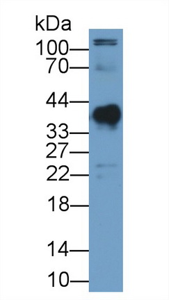 13433