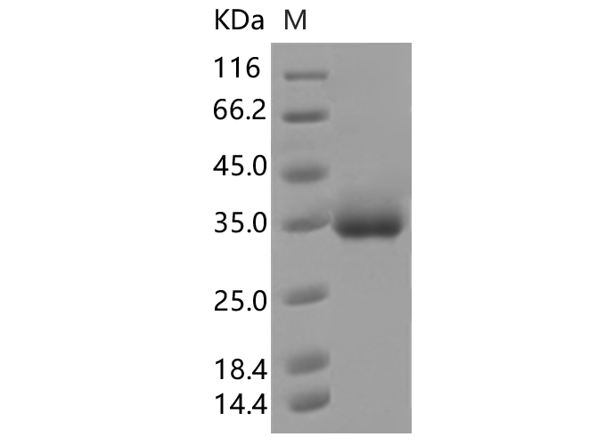 Валидация Elabscience PKSV030351(6087)