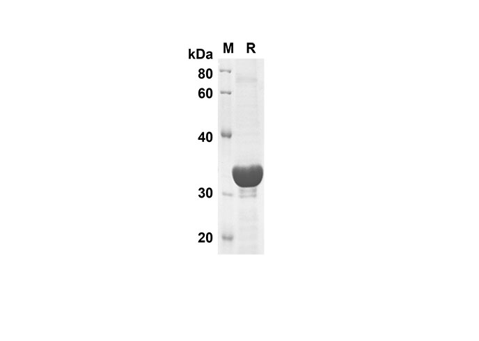 Валидация Elabscience PDEH100543(59)