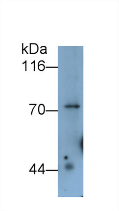 30682