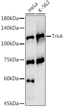 A2098, вестерн-блоттинг, различные лизаты (2764)