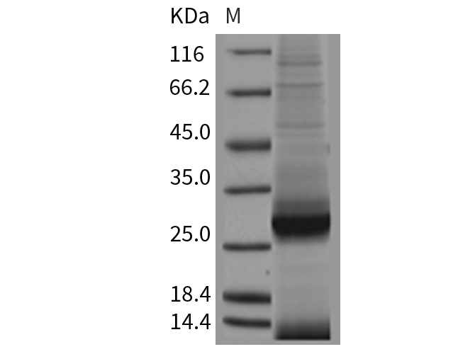 Валидация Elabscience PKSM040439(4437)