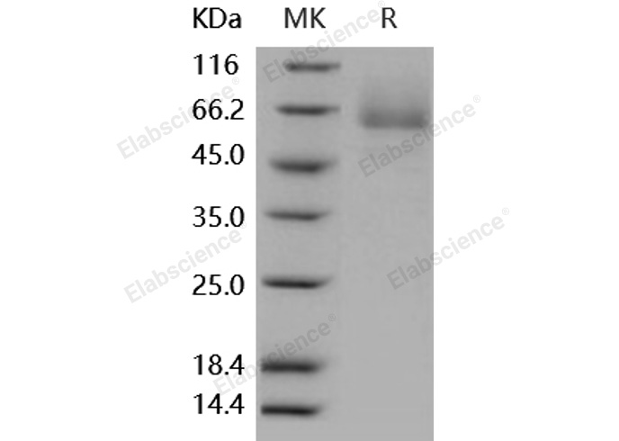 Валидация Elabscience PKSH031890(2508)