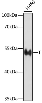 Валидация Elabscience E-AB-66973
