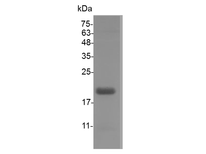 Валидация Elabscience PKSS000002(5857)