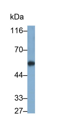 7651