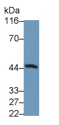 23338